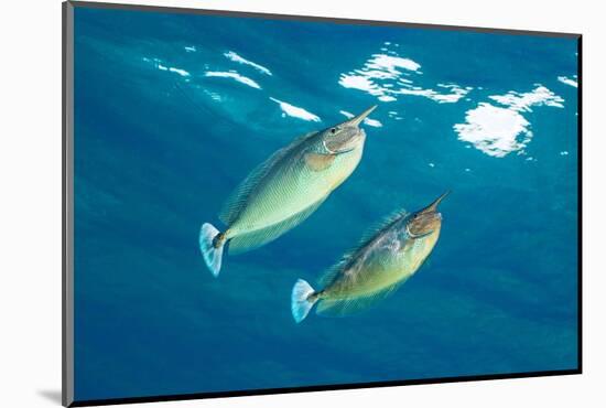 pair of spotted unicornfish courtship display above the reef-alex mustard-Mounted Photographic Print