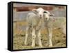 Pair of Targhee Lambs near Cascade, Montana, USA-Chuck Haney-Framed Stretched Canvas