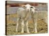 Pair of Targhee Lambs near Cascade, Montana, USA-Chuck Haney-Stretched Canvas