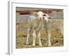 Pair of Targhee Lambs near Cascade, Montana, USA-Chuck Haney-Framed Photographic Print