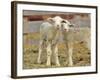 Pair of Targhee Lambs near Cascade, Montana, USA-Chuck Haney-Framed Photographic Print