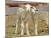 Pair of Targhee Lambs near Cascade, Montana, USA-Chuck Haney-Mounted Photographic Print