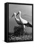 Pair of the Many Storks in the City of Copenhagen-John Phillips-Framed Stretched Canvas