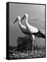 Pair of the Many Storks in the City of Copenhagen-John Phillips-Framed Stretched Canvas