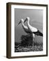 Pair of the Many Storks in the City of Copenhagen-John Phillips-Framed Photographic Print