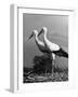 Pair of the Many Storks in the City of Copenhagen-John Phillips-Framed Photographic Print