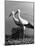 Pair of the Many Storks in the City of Copenhagen-John Phillips-Mounted Photographic Print