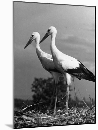 Pair of the Many Storks in the City of Copenhagen-John Phillips-Mounted Photographic Print