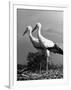 Pair of the Many Storks in the City of Copenhagen-John Phillips-Framed Photographic Print