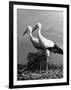 Pair of the Many Storks in the City of Copenhagen-John Phillips-Framed Photographic Print