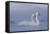 Pair of Trumpeter Swans (Cygnus Buccinator) Swimming in Ice Fog-Lynn M^ Stone-Framed Stretched Canvas