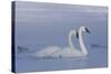 Pair of Trumpeter Swans (Cygnus Buccinator) Swimming in Ice Fog-Lynn M^ Stone-Stretched Canvas