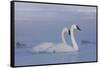Pair of Trumpeter Swans (Cygnus Buccinator) Swimming in Ice Fog-Lynn M^ Stone-Framed Stretched Canvas