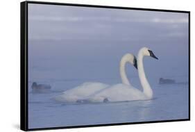 Pair of Trumpeter Swans (Cygnus Buccinator) Swimming in Ice Fog-Lynn M^ Stone-Framed Stretched Canvas