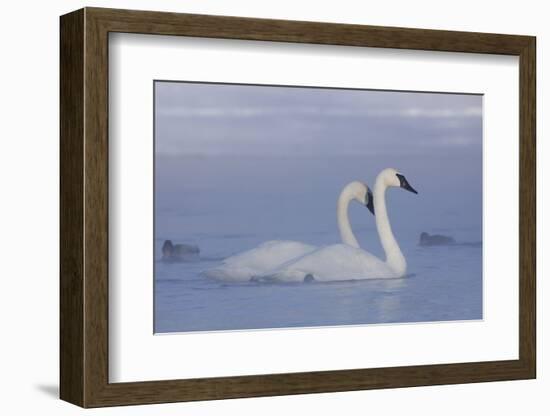 Pair of Trumpeter Swans (Cygnus Buccinator) Swimming in Ice Fog-Lynn M^ Stone-Framed Photographic Print