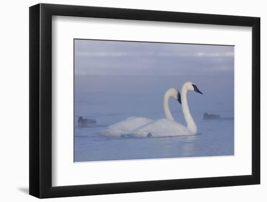 Pair of Trumpeter Swans (Cygnus Buccinator) Swimming in Ice Fog-Lynn M^ Stone-Framed Photographic Print