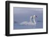 Pair of Trumpeter Swans (Cygnus Buccinator) Swimming in Ice Fog-Lynn M^ Stone-Framed Photographic Print