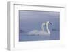 Pair of Trumpeter Swans (Cygnus Buccinator) Swimming in Ice Fog-Lynn M^ Stone-Framed Photographic Print