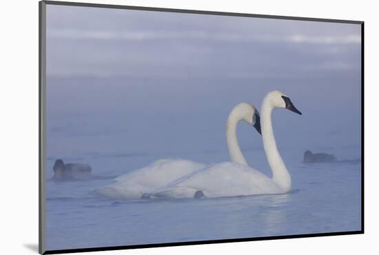 Pair of Trumpeter Swans (Cygnus Buccinator) Swimming in Ice Fog-Lynn M^ Stone-Mounted Photographic Print