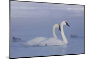 Pair of Trumpeter Swans (Cygnus Buccinator) Swimming in Ice Fog-Lynn M^ Stone-Mounted Photographic Print