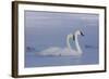 Pair of Trumpeter Swans (Cygnus Buccinator) Swimming in Ice Fog-Lynn M^ Stone-Framed Photographic Print