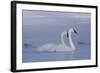 Pair of Trumpeter Swans (Cygnus Buccinator) Swimming in Ice Fog-Lynn M^ Stone-Framed Photographic Print