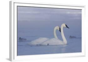 Pair of Trumpeter Swans (Cygnus Buccinator) Swimming in Ice Fog-Lynn M^ Stone-Framed Photographic Print