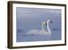 Pair of Trumpeter Swans (Cygnus Buccinator) Swimming in Ice Fog-Lynn M^ Stone-Framed Photographic Print