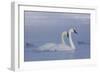 Pair of Trumpeter Swans (Cygnus Buccinator) Swimming in Ice Fog-Lynn M^ Stone-Framed Photographic Print