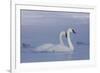 Pair of Trumpeter Swans (Cygnus Buccinator) Swimming in Ice Fog-Lynn M^ Stone-Framed Photographic Print