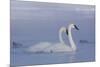 Pair of Trumpeter Swans (Cygnus Buccinator) Swimming in Ice Fog-Lynn M^ Stone-Mounted Photographic Print
