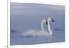 Pair of Trumpeter Swans (Cygnus Buccinator) Swimming in Ice Fog-Lynn M^ Stone-Framed Photographic Print