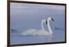 Pair of Trumpeter Swans (Cygnus Buccinator) Swimming in Ice Fog-Lynn M^ Stone-Framed Photographic Print