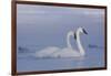 Pair of Trumpeter Swans (Cygnus Buccinator) Swimming in Ice Fog-Lynn M^ Stone-Framed Photographic Print