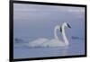 Pair of Trumpeter Swans (Cygnus Buccinator) Swimming in Ice Fog-Lynn M^ Stone-Framed Photographic Print