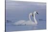 Pair of Trumpeter Swans (Cygnus Buccinator) Swimming in Ice Fog-Lynn M^ Stone-Stretched Canvas