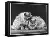 Pair of Very Fluffy Blue Persian Cats Sit Together-null-Framed Stretched Canvas