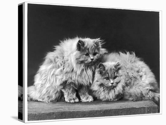 Pair of Very Fluffy Blue Persian Cats Sit Together-null-Stretched Canvas