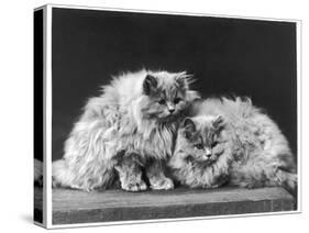 Pair of Very Fluffy Blue Persian Cats Sit Together-null-Stretched Canvas