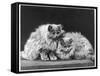 Pair of Very Fluffy Blue Persian Cats Sit Together-null-Framed Stretched Canvas