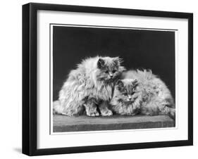 Pair of Very Fluffy Blue Persian Cats Sit Together-null-Framed Photographic Print