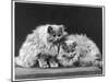 Pair of Very Fluffy Blue Persian Cats Sit Together-null-Mounted Photographic Print