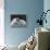 Pair of Very Fluffy Blue Persian Cats Sit Together-null-Photographic Print displayed on a wall
