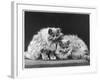 Pair of Very Fluffy Blue Persian Cats Sit Together-null-Framed Photographic Print