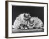 Pair of Very Fluffy Blue Persian Cats Sit Together-null-Framed Photographic Print