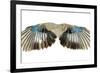 Pair of Wings Isolated on White-Vitaliy Pakhnyushchyy-Framed Photographic Print