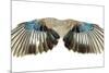 Pair of Wings Isolated on White-Vitaliy Pakhnyushchyy-Mounted Photographic Print