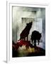 Pair of Wolves-LightBoxJournal-Framed Premium Giclee Print