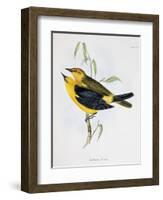 Pair of Xanthornus Flaviceps, Illustration from 'Zoology of the Voyage of H.M.S. Beagle, 1832-36'-Charles Darwin-Framed Giclee Print