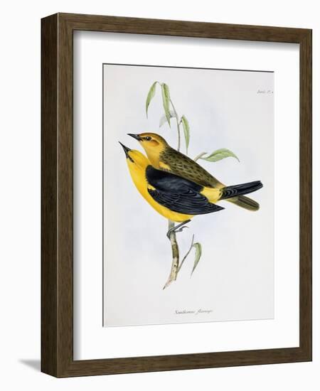 Pair of Xanthornus Flaviceps, Illustration from 'Zoology of the Voyage of H.M.S. Beagle, 1832-36'-Charles Darwin-Framed Giclee Print